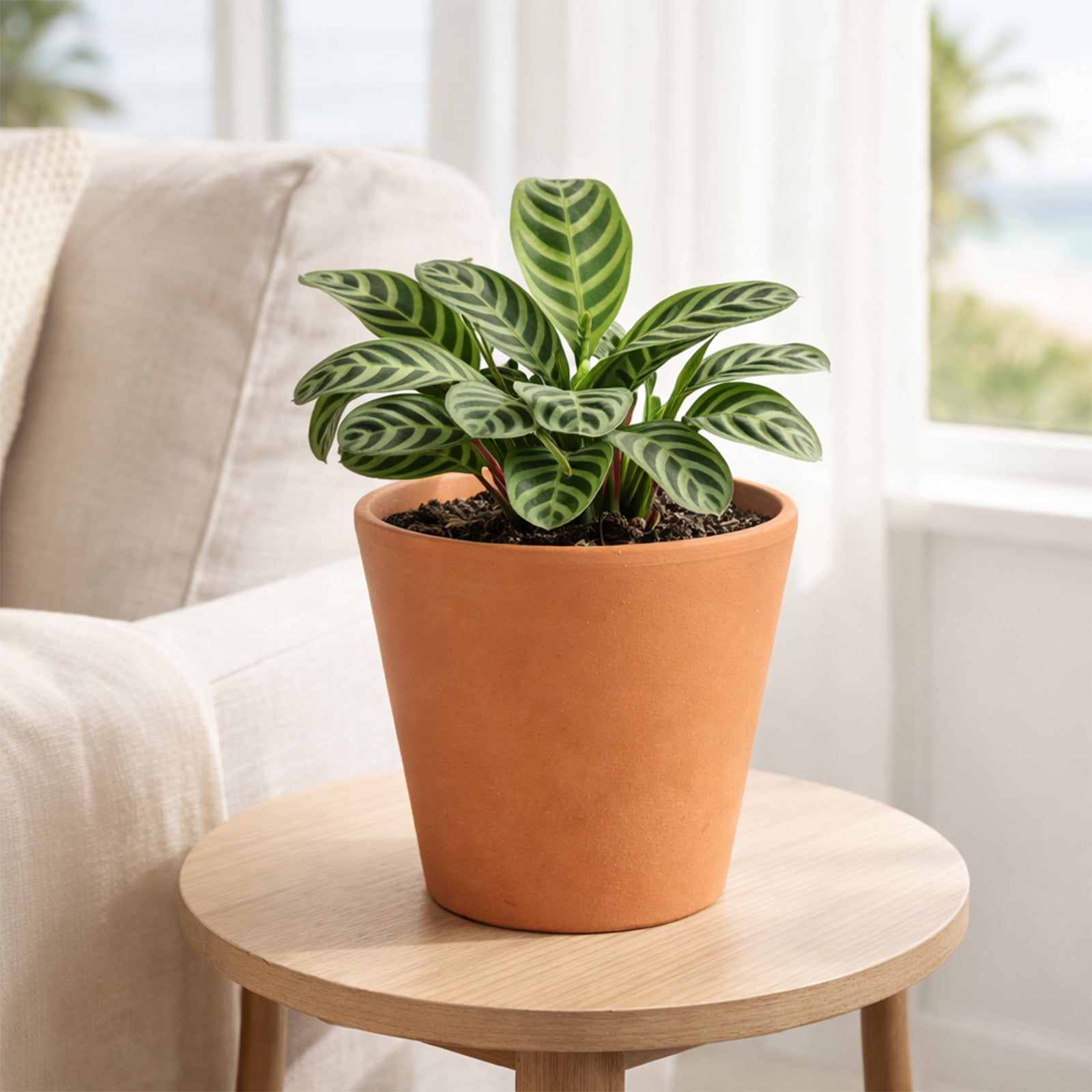 Moda 20x18.5cm Terracotta Cono Red Clay Pot