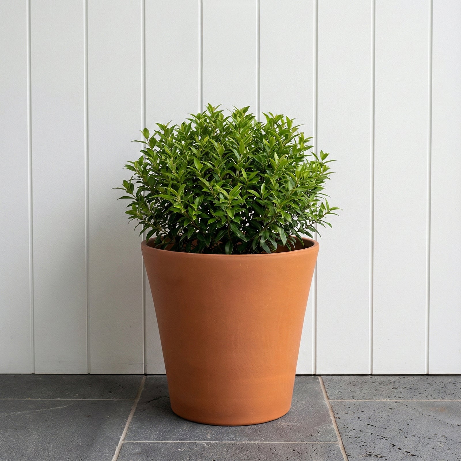 Moda 25x23cm Terracotta Cono Red Clay Pot