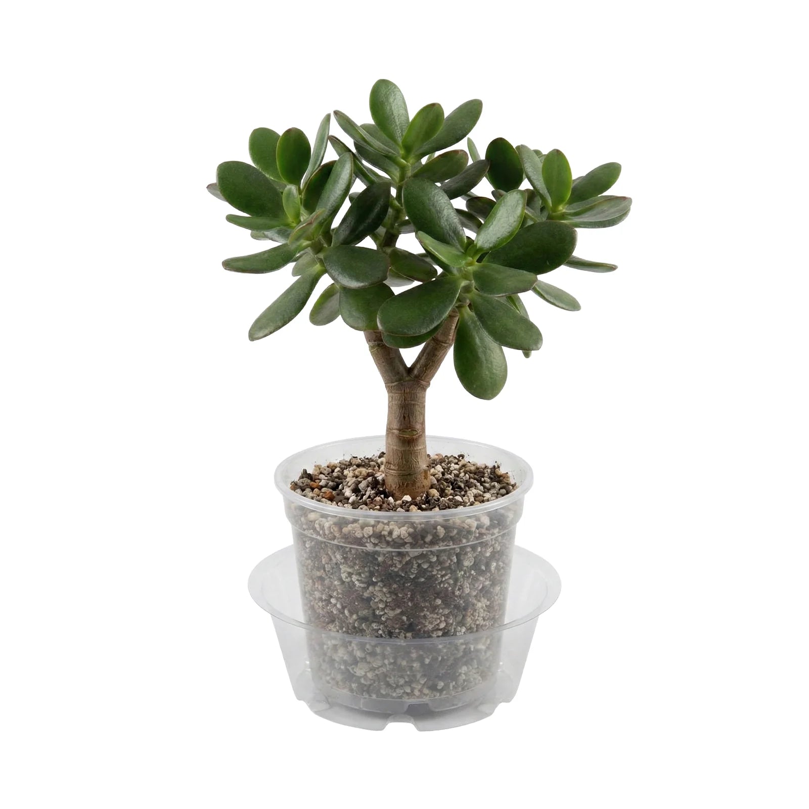 Moda 15.2cm Clear Vinyl Pot Saucer, medium flexible clear vinyl drip tray for indoor pots