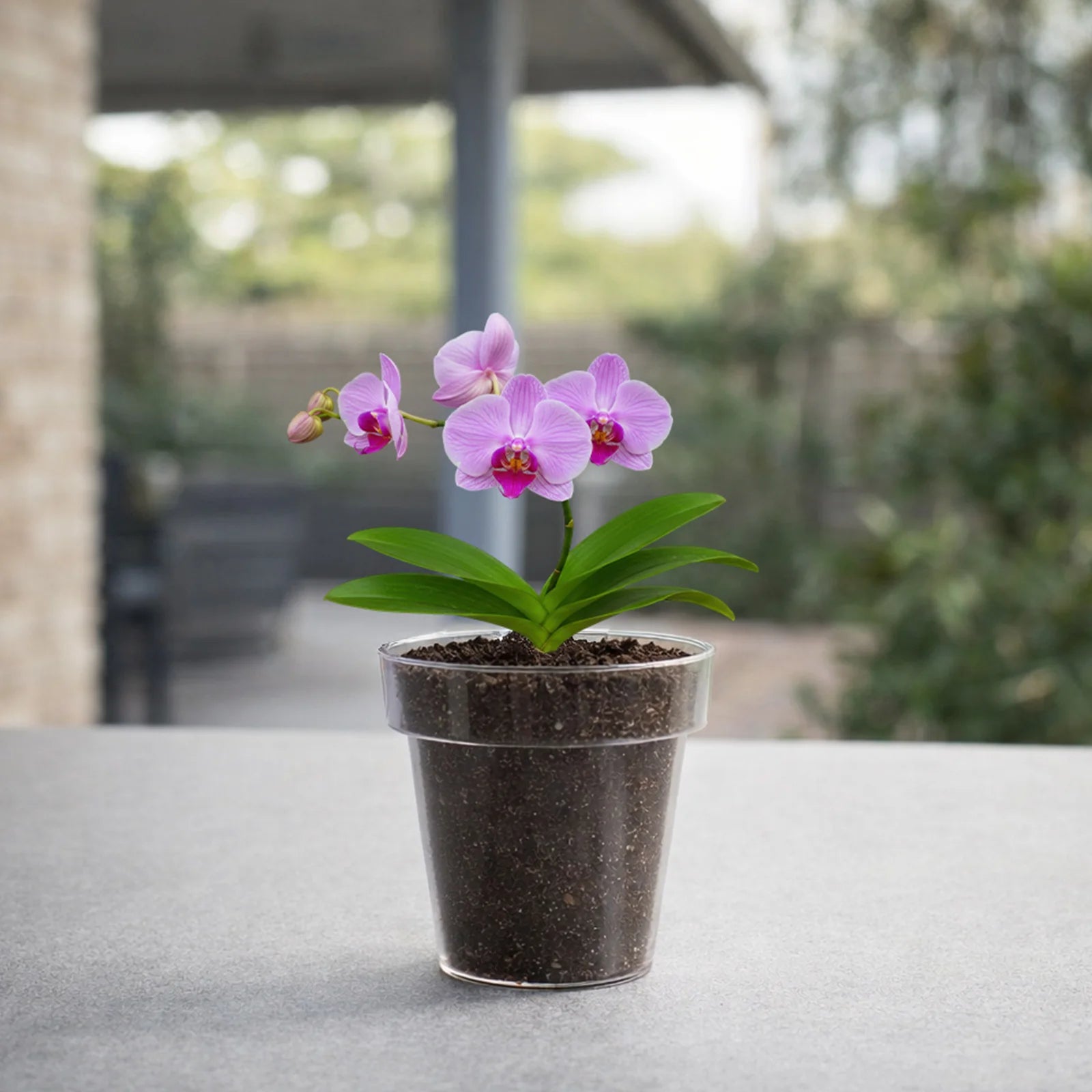 Moda 15cm Clear Round Orchid Planter, transparent plastic pot designed for orchids to expose roots to light