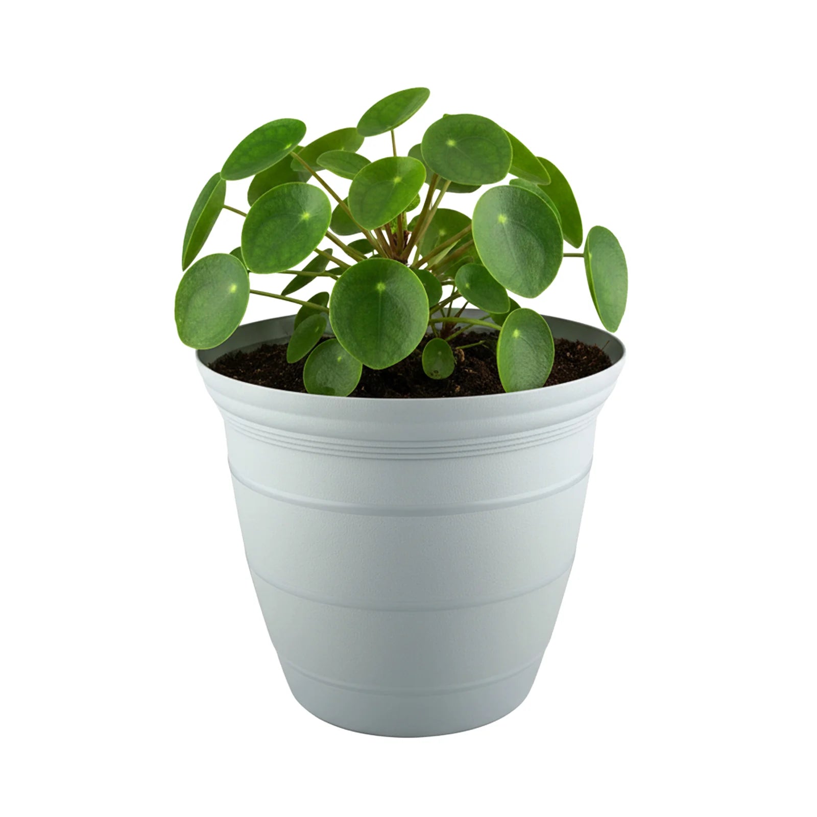 Moda 15cm Grey Roman Self-Watering Planter, small grey classic-style pot with built-in water reservoir