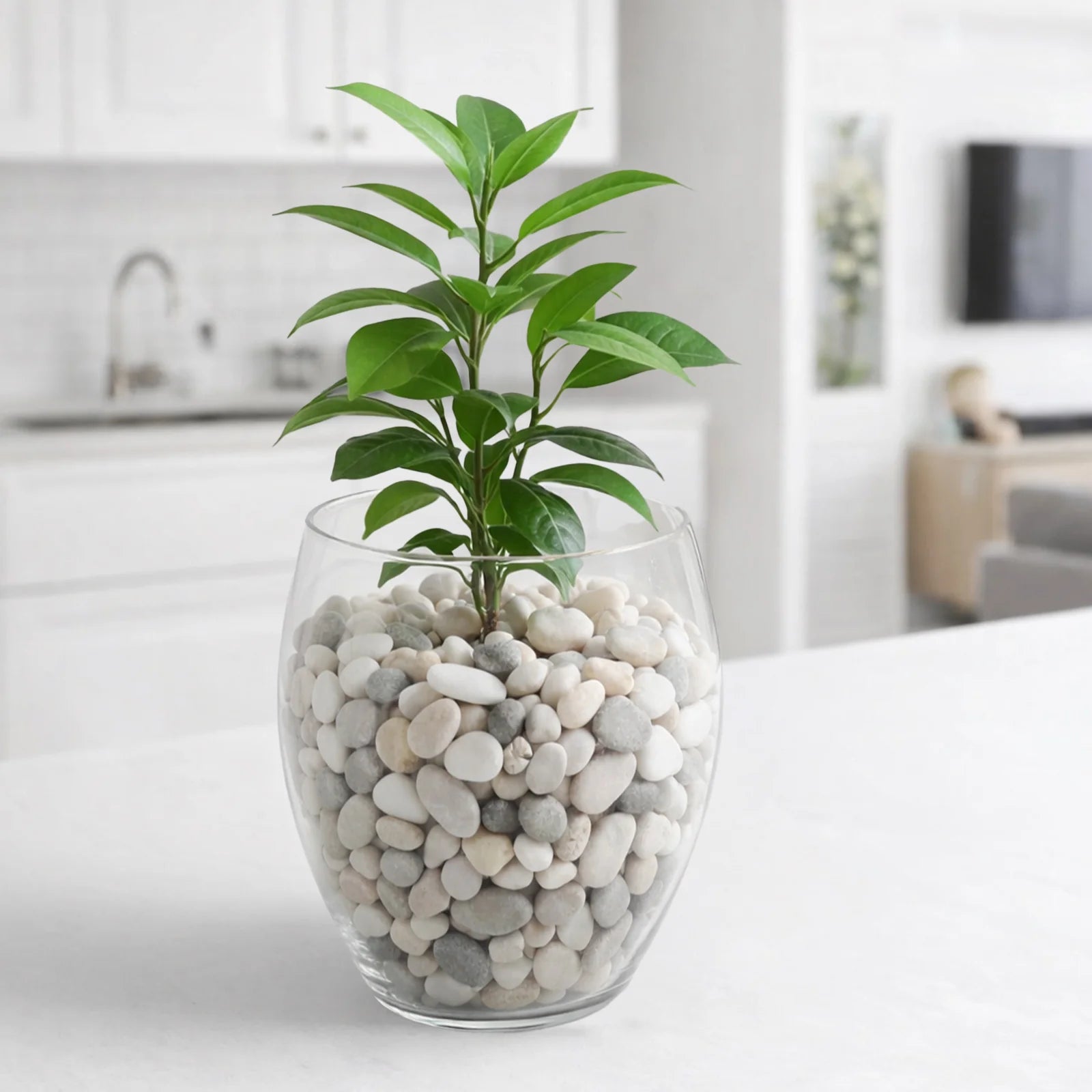 Moda 17cm Glass Bowl Planter, medium round glass bowl pot for succulents and indoor plants