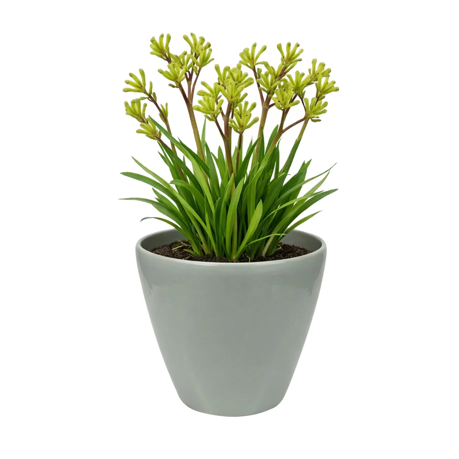 Moda 18cm Sage Round Premium Self-Watering Plastic Pot, small sage green pot with built-in water reservoir