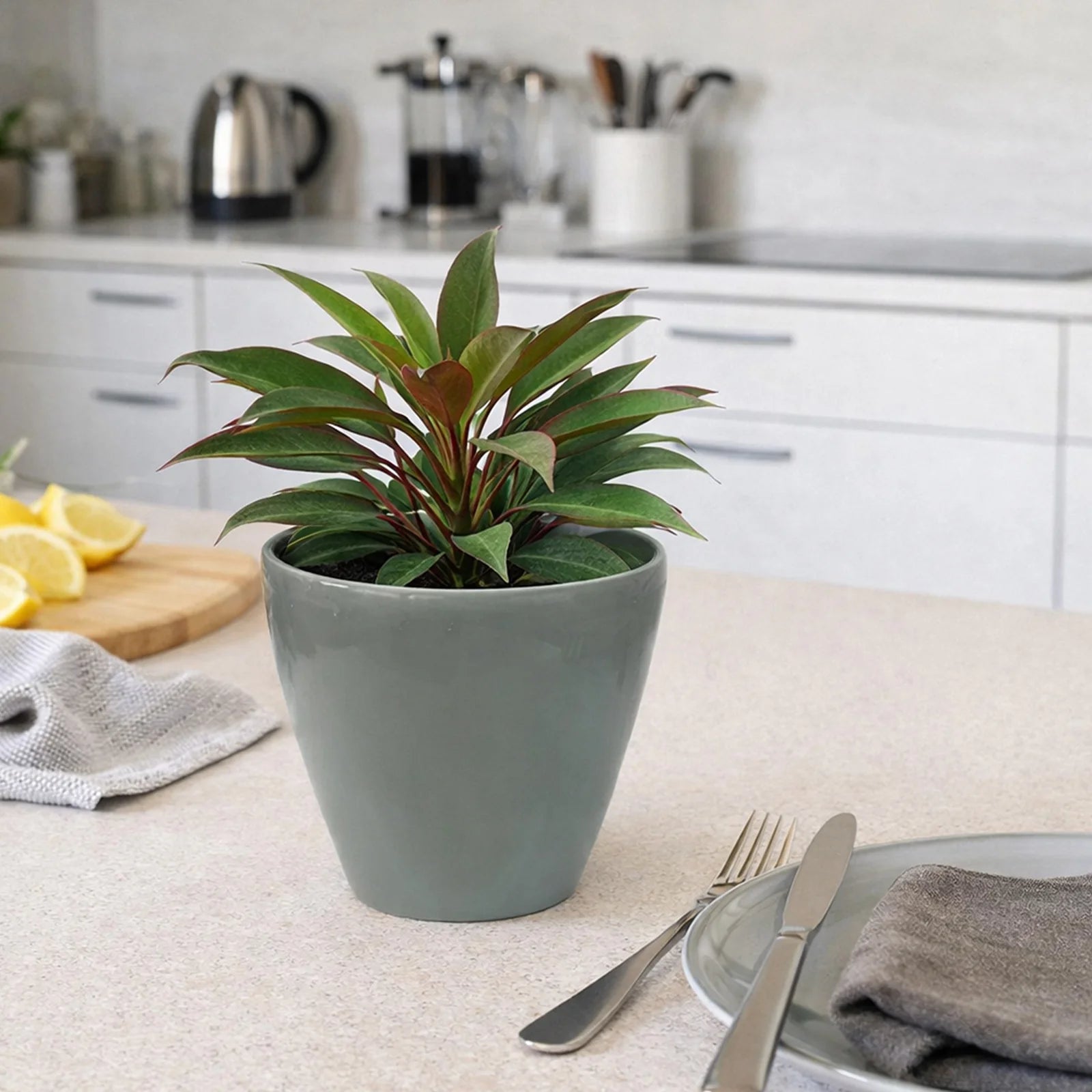 Moda 18cm Sage Round Premium Self-Watering Plastic Pot, small sage green pot with built-in water reservoir