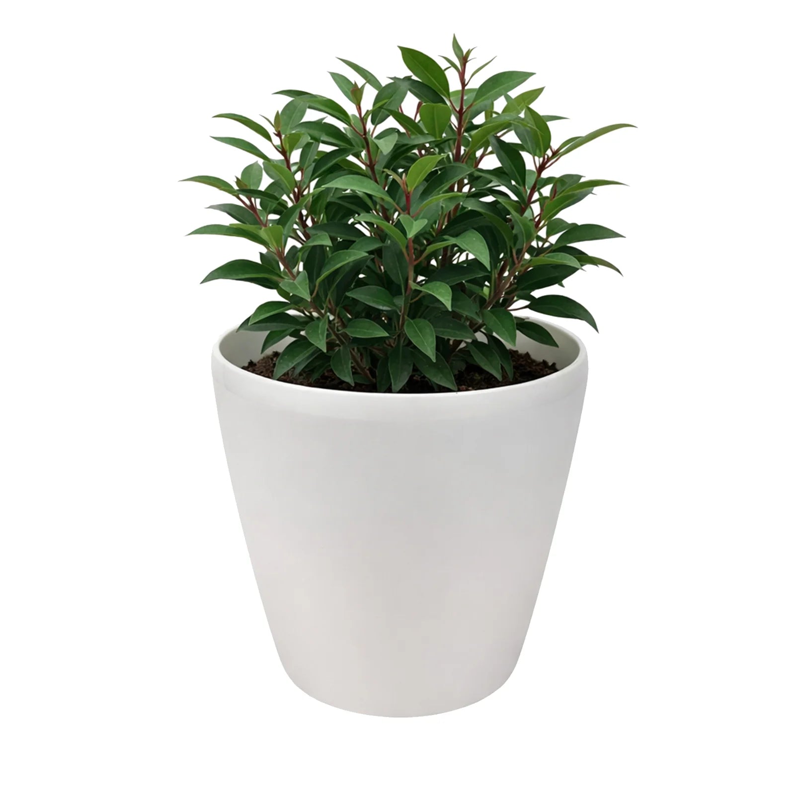 Moda 18cm Warm White Round Premium Self-Watering Plastic Pot, small warm white pot with built-in water reservoir