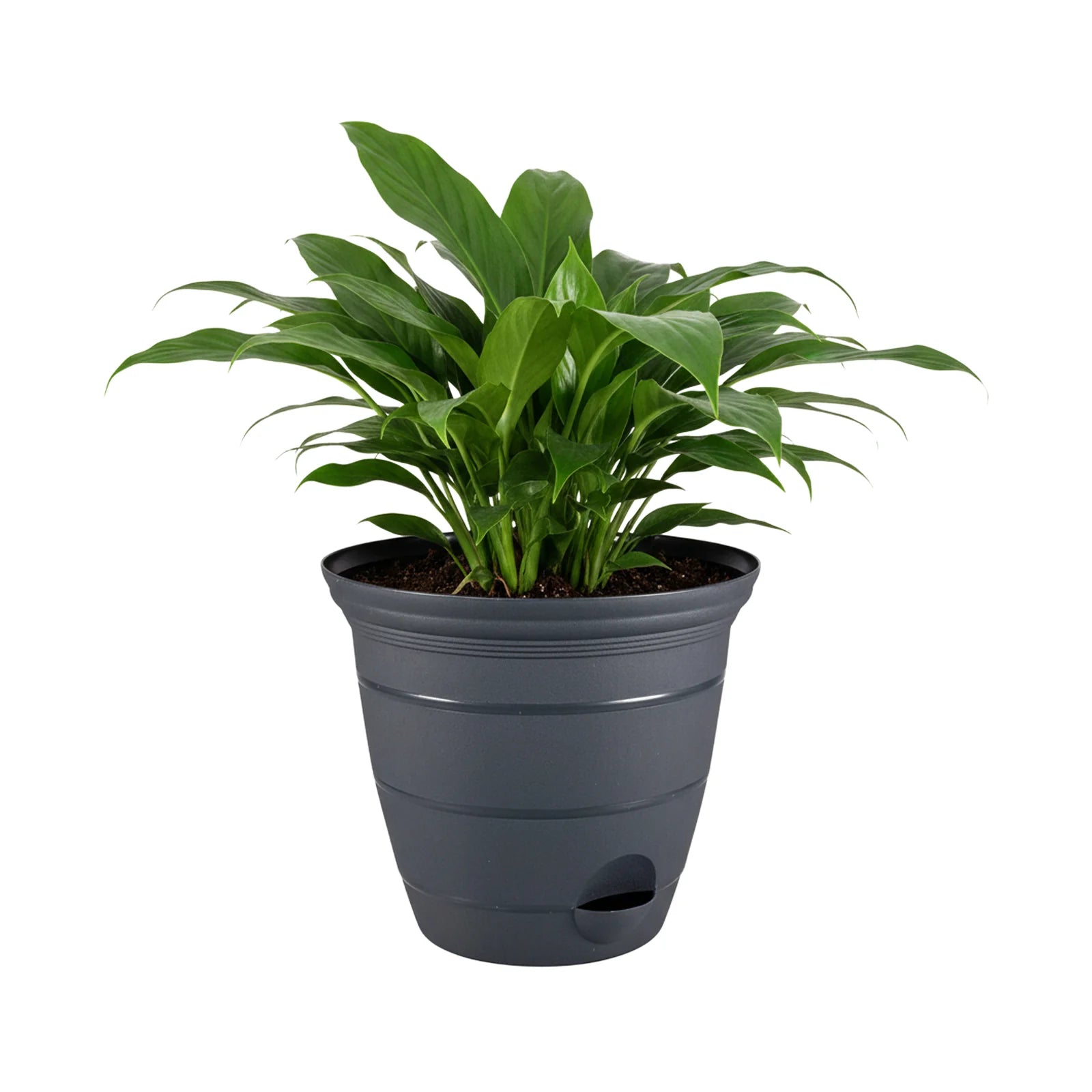 Moda 20cm Charcoal Roman Self-Watering Planter, medium charcoal classic-style pot with built-in water reservoir