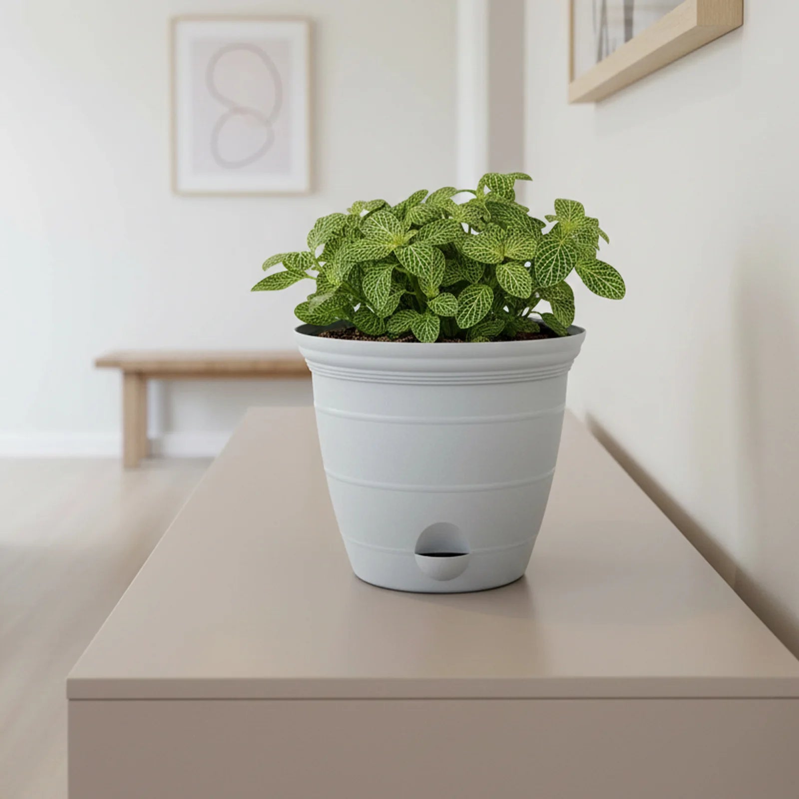 Moda 20cm Grey Roman Self-Watering Planter, medium grey classic-style pot with built-in water reservoir