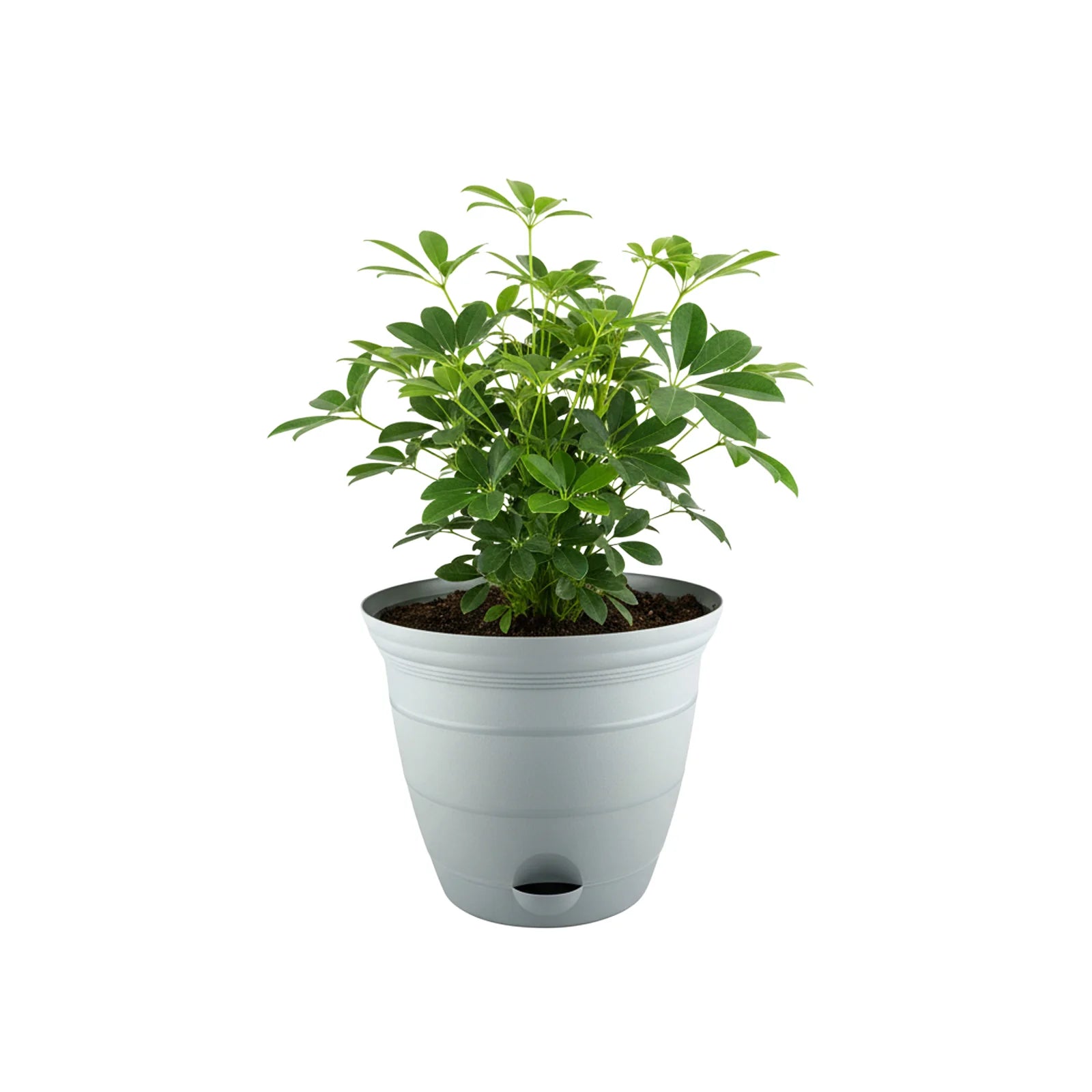 Moda 20cm Grey Roman Self-Watering Planter, medium grey classic-style pot with built-in water reservoir