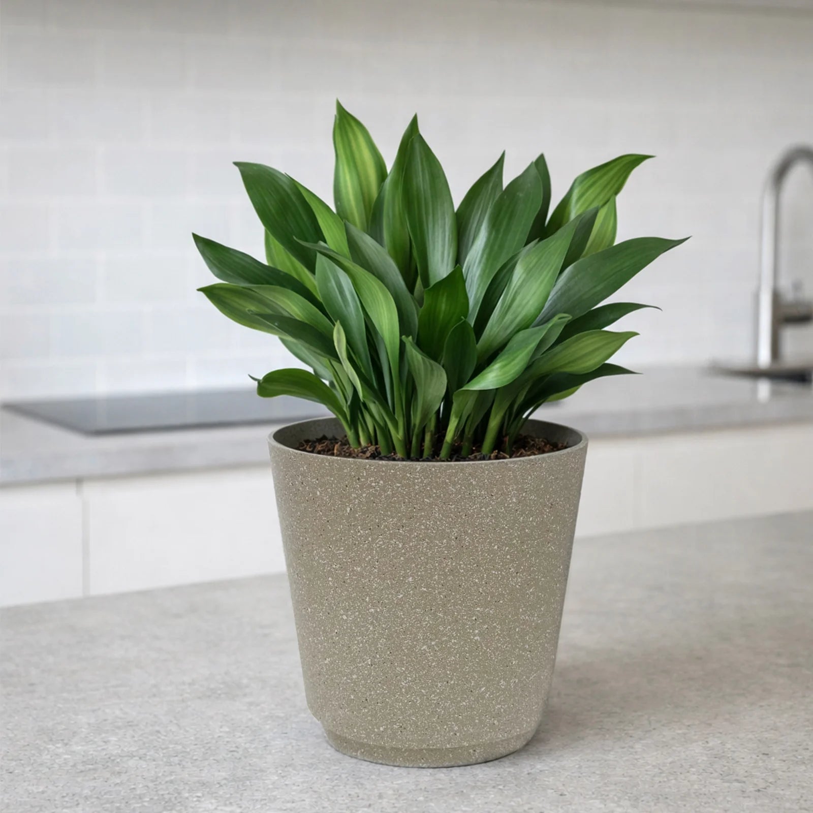 Moda 22cm Beige Round StoneLite Self-Watering Plastic Pot, medium beige stone-look pot with self-watering reservoir