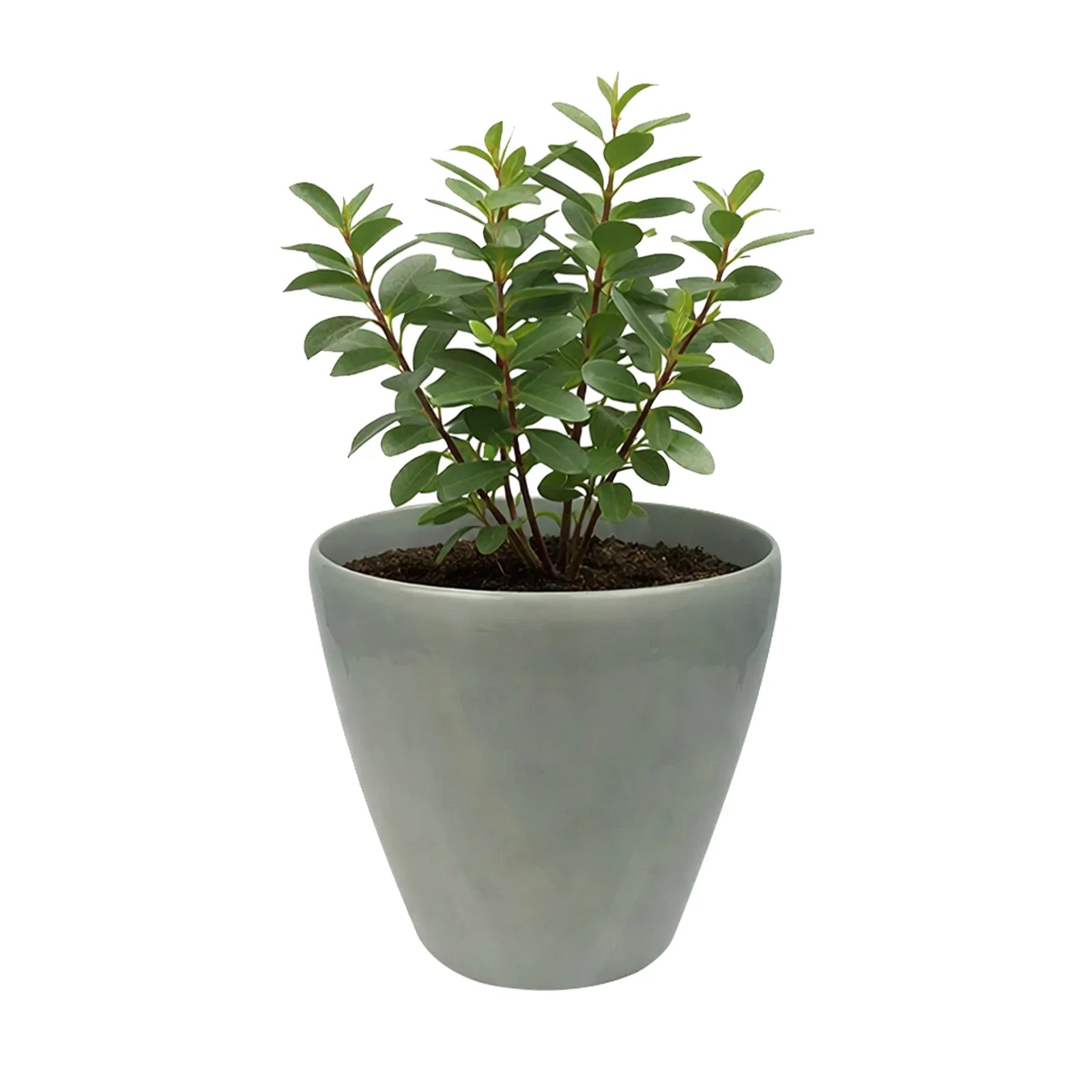 Moda 22cm Blue Round Premium Self-Watering Plastic Pot, medium blue pot with built-in water reservoir