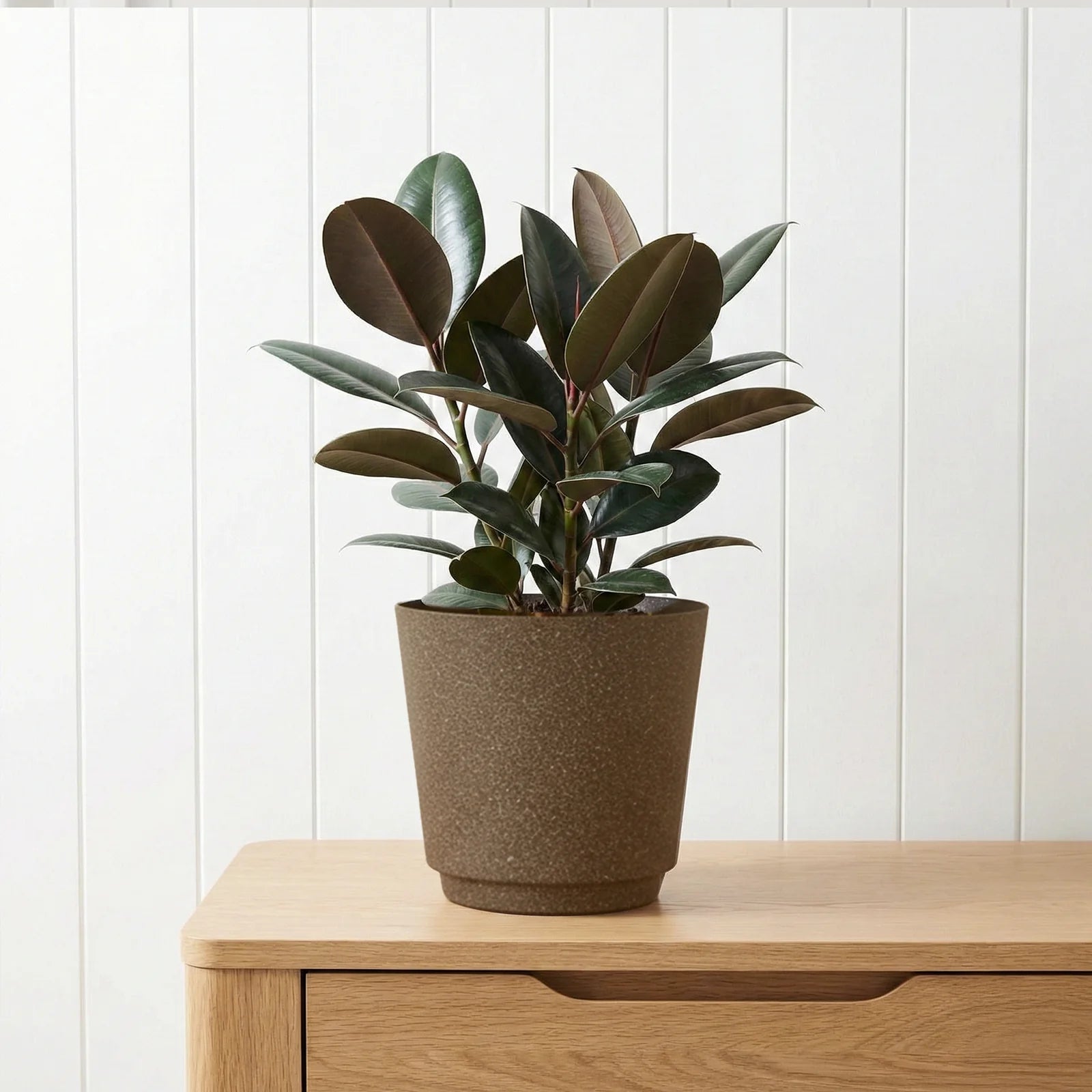 Moda 22cm Brown Round Stonelite Self-Watering Plastic Pot, medium brown stone-look pot with self-watering reservoir