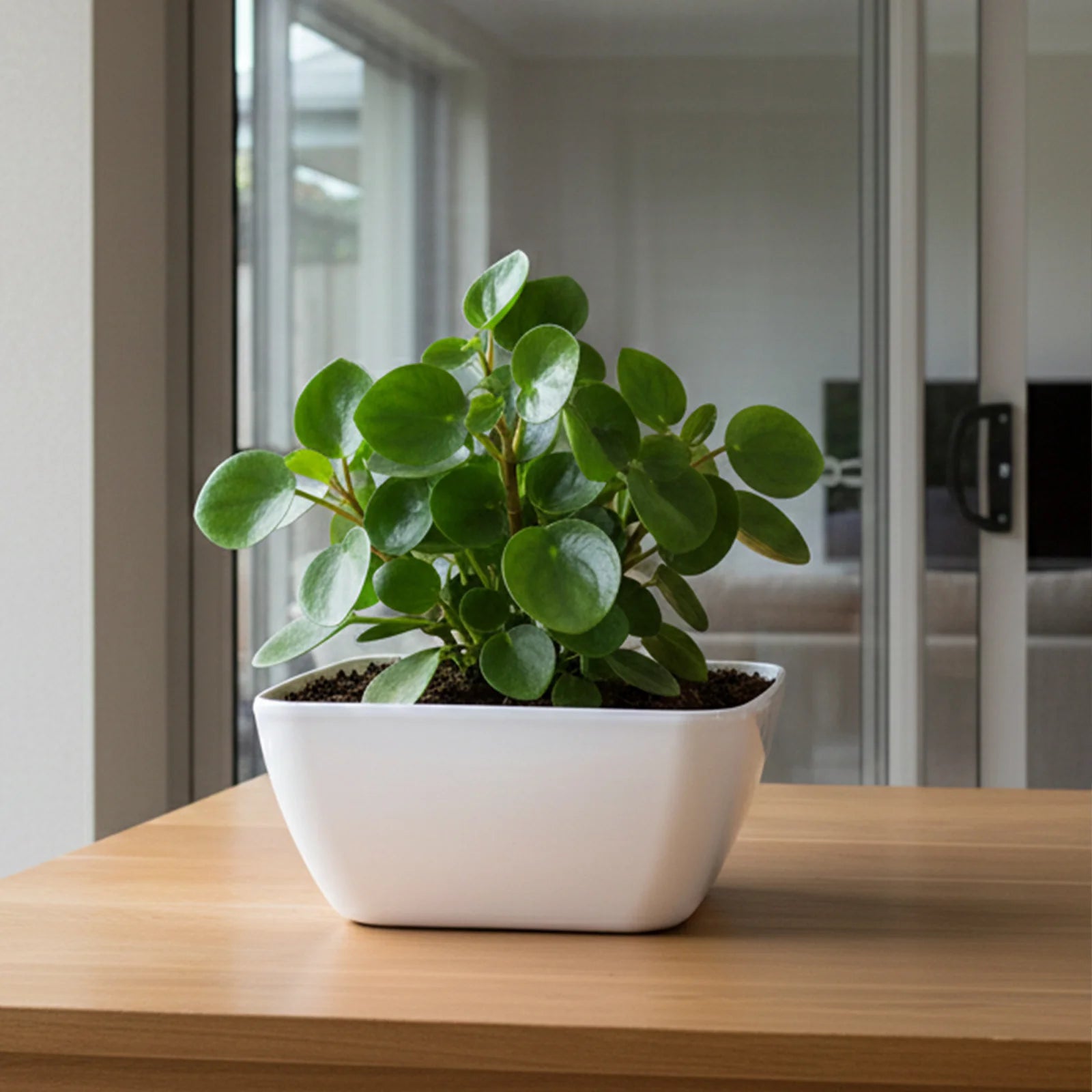 Moda 22cm White Self-Watering Low Bowl Planter, white plastic shallow bowl pot with built-in water reservoir