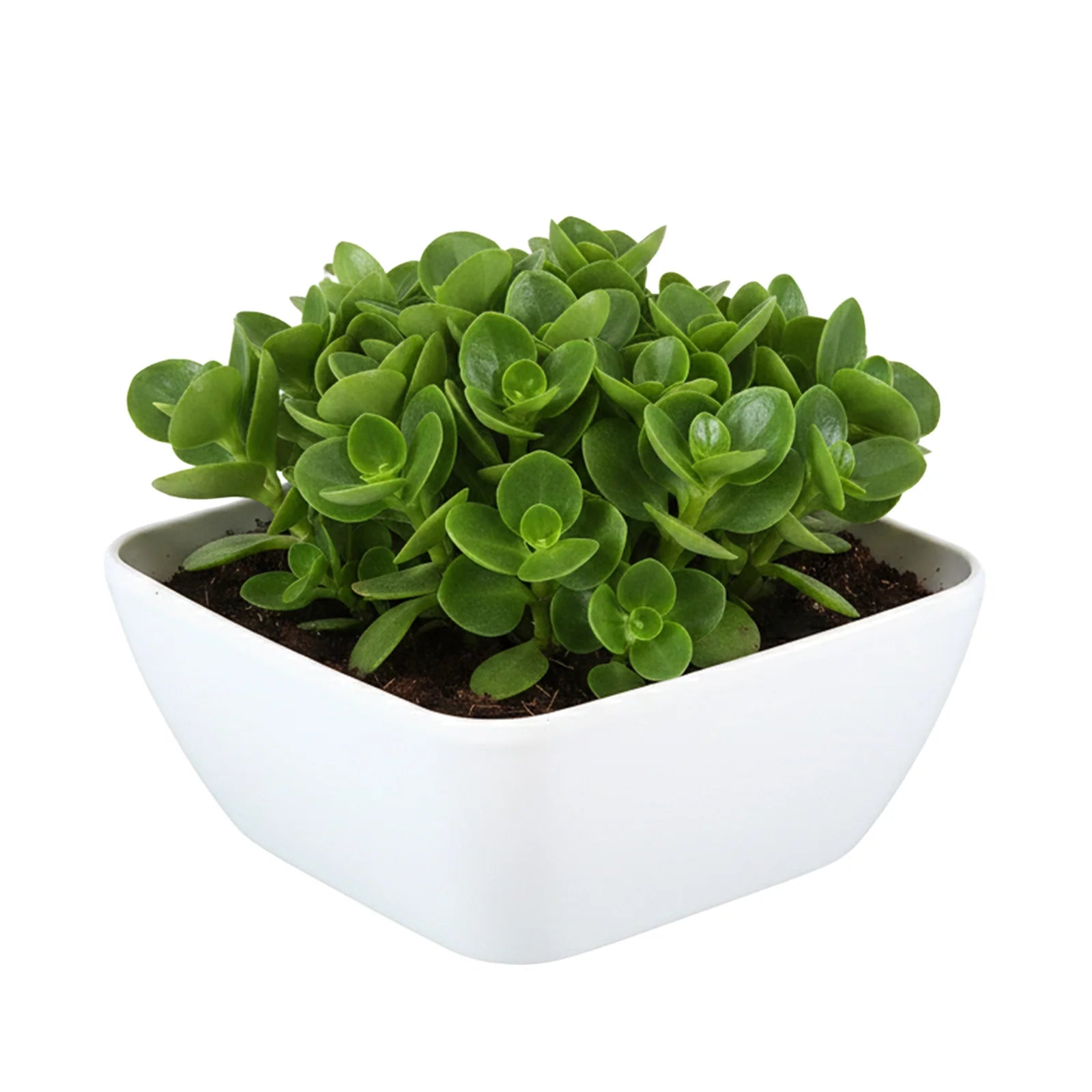 Moda 22cm White Self-Watering Low Bowl Planter, white plastic shallow bowl pot with built-in water reservoir
