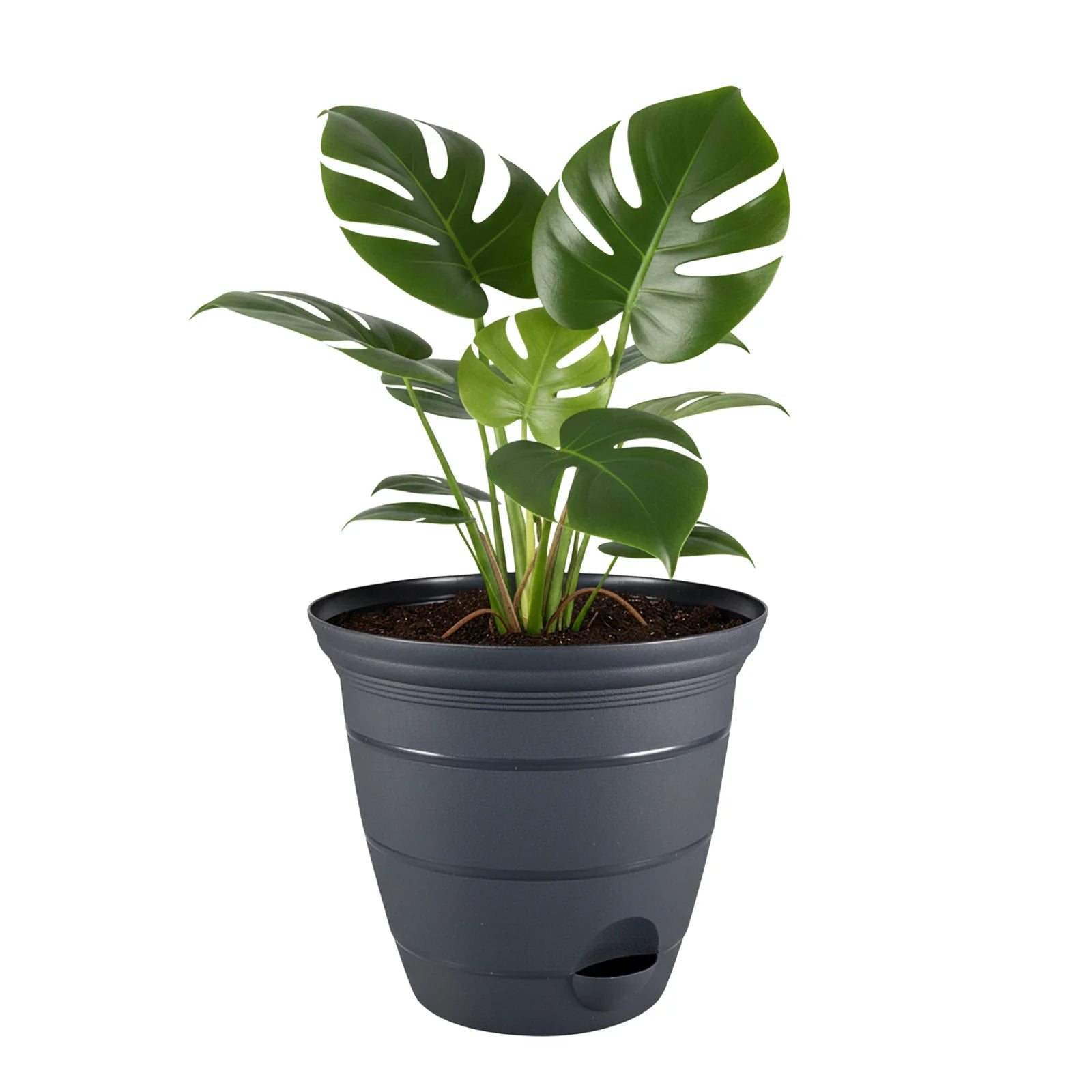 Moda 25cm Charcoal Roman Self-Watering Planter, large charcoal classic-style pot with built-in water reservoir