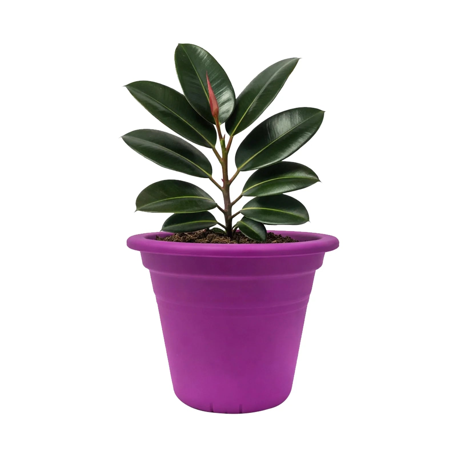 Moda 25cm Purple Round Transparent Cylinder Planter, medium purple transparent cylindrical plastic pot for indoor plants