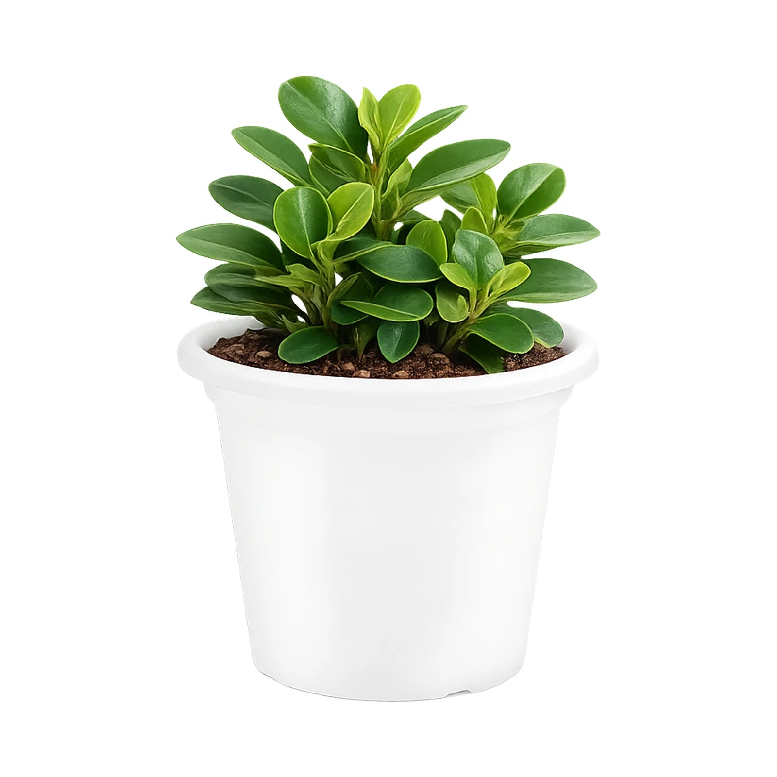 Moda 25cm White Round Transparent Cylinder Planter, medium white transparent cylindrical plastic pot for indoor plants