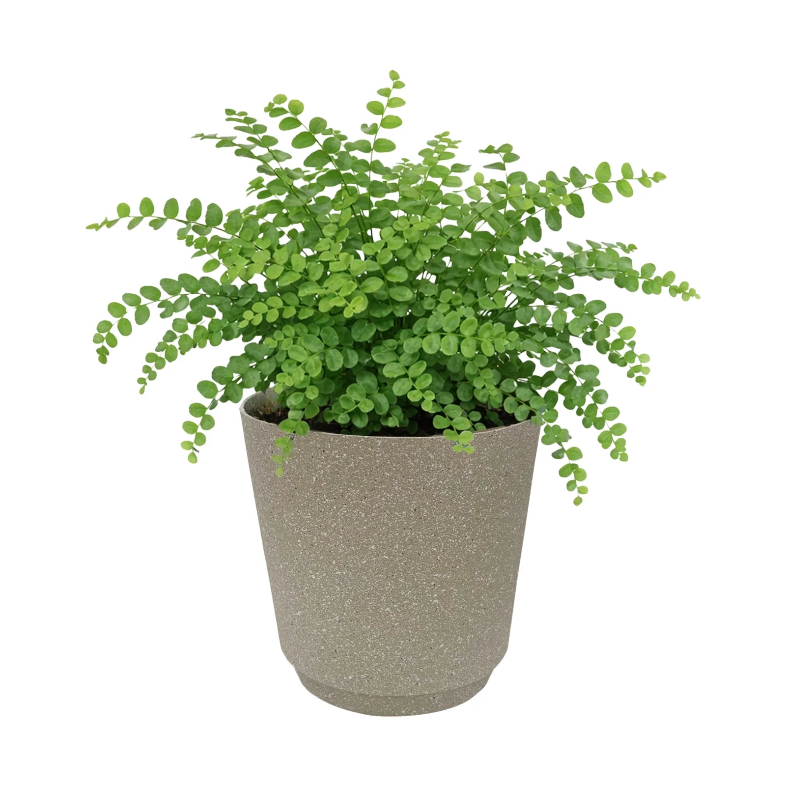 Moda 28cm Beige Round StoneLite Self-Watering Plastic Pot, large beige stone-look pot with self-watering reservoir