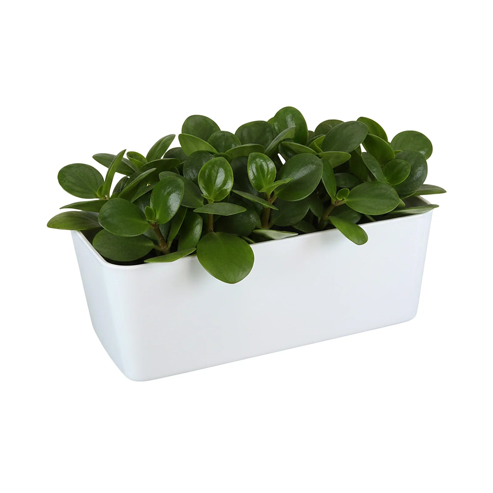 Moda 28cm White Self-Watering Trough Planter, white rectangular plastic pot with self-watering system