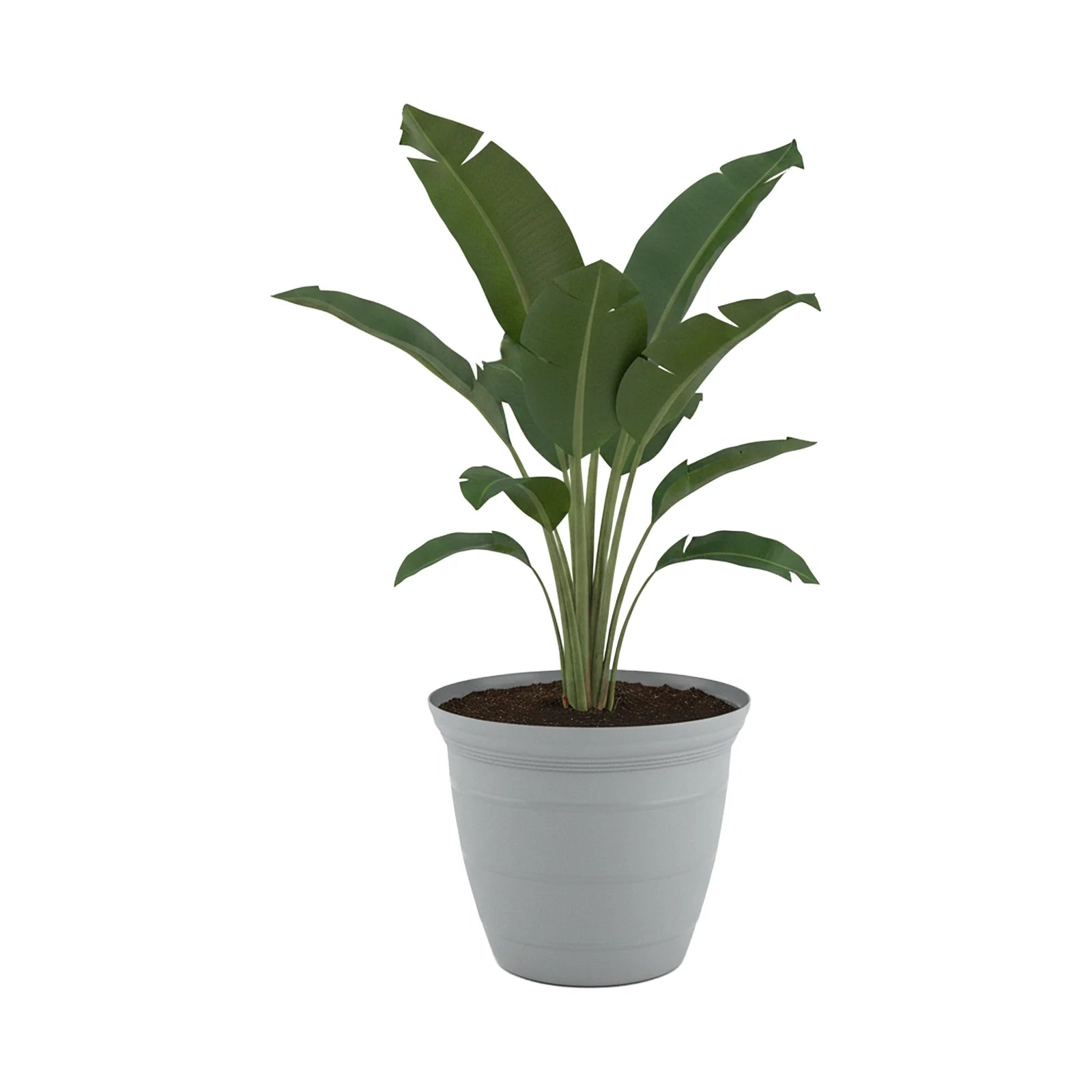 Moda 38cm Grey Roman Self-Watering Planter, jumbo grey classic-style pot with built-in water reservoir