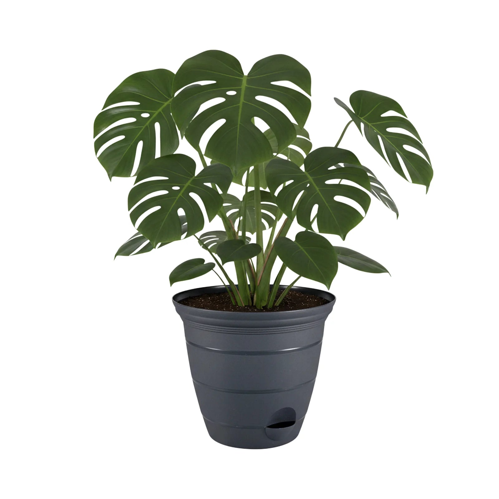 Moda 46cm Charcoal Roman Self-Watering Planter, XXL charcoal classic-style pot with built-in water reservoir