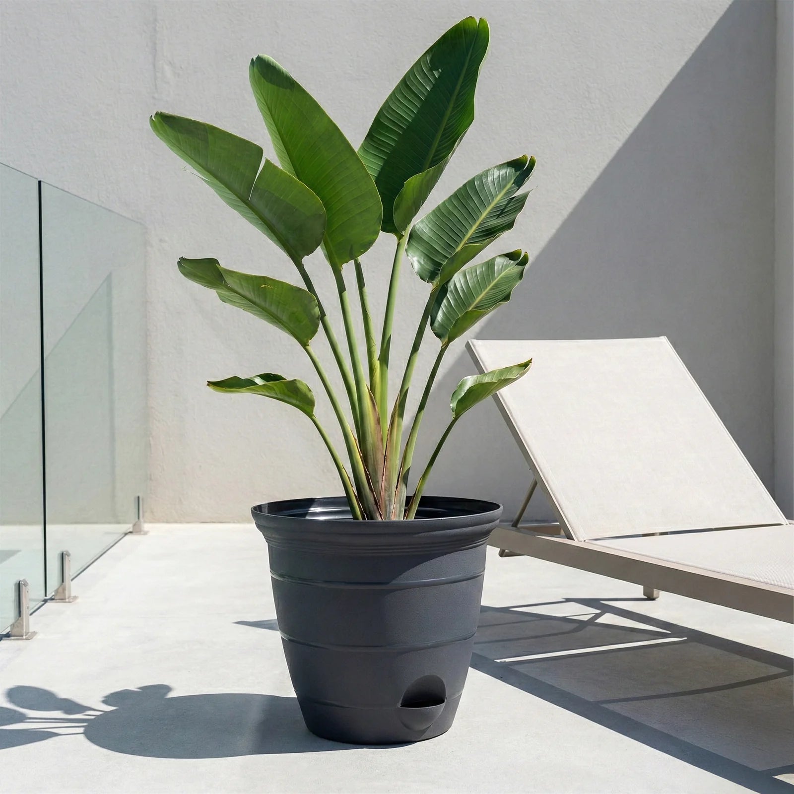 Moda 46cm Charcoal Roman Self-Watering Planter, XXL charcoal classic-style pot with built-in water reservoir